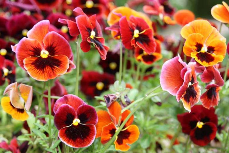 Viola x wittrockiana, Pansy, Garden Pansy, Shade plants, shade perennial, violet flowers, plants for shade, fragrant perennials