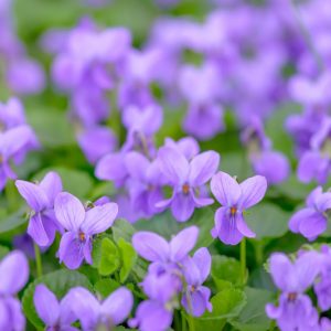 Violets, Violet, Viola, Pansy, Pansies, Sweet Violet, Viola odorata, Common Blue Violet, Viola sororia, Yellow Violet, Viola pubescens, Viola × wittrockiana