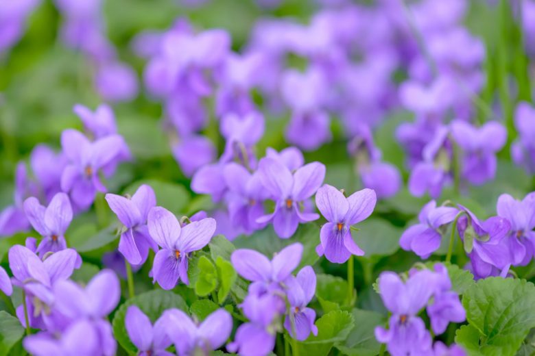 Violets, Violet, Viola, Pansy, Pansies, Sweet Violet, Viola odorata, Common Blue Violet, Viola sororia, Yellow Violet, Viola pubescens, Viola × wittrockiana