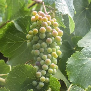 Vitis californica, California Grape, California Wild Grape, Western Wild Grape, Grape Vines, Fall color, Red Leaves, California Native Plants, California Native Shrubs