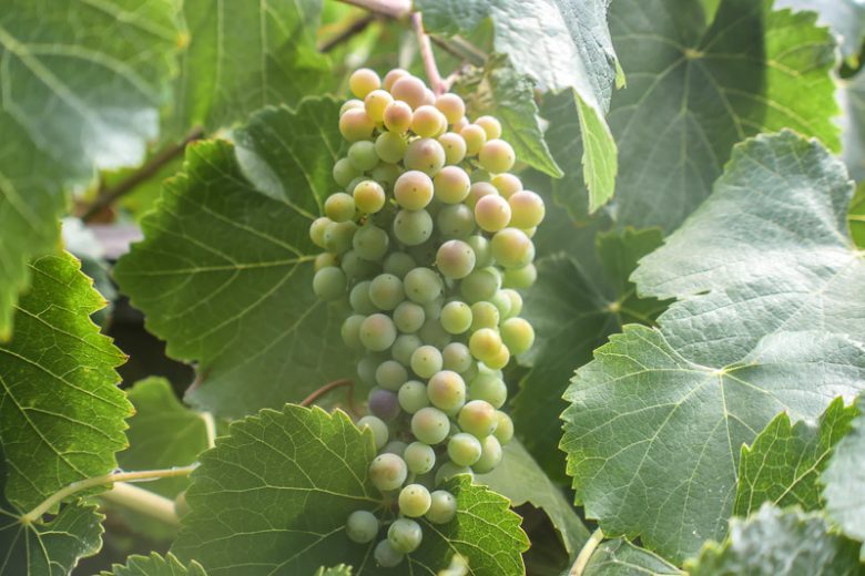 Vitis californica, California Grape, California Wild Grape, Western Wild Grape, Grape Vines, Fall color, Red Leaves, California Native Plants, California Native Shrubs