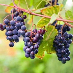 Vitis labrusca, Fox Grape, Grape Vines, Blue Grapes, Seedless Grapes