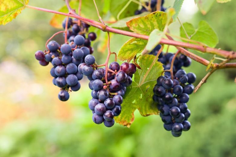 Vitis labrusca, Fox Grape, Grape Vines, Blue Grapes, Seedless Grapes