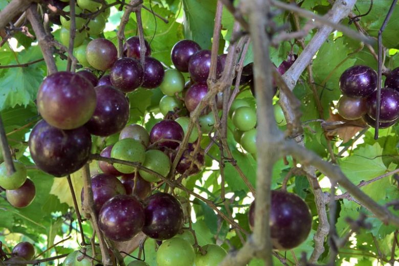 Vitis rotundifolia, Muscadine, Scuppernong Grape, Muscadinia rotundifolia, Grape Vines, Fall color, Red Leaves
