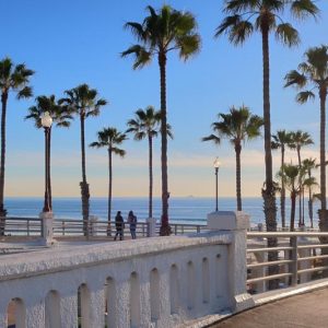 Washingtonia robusta, Mexican Fan Palm, Southern washingtonia, Mexican Washingtonia, Skyduster, Thread Palm, Drought tolerant tree