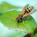 Wasp, Wasps, Yellow Jacket, Family Vespidae, Beneficial Insect