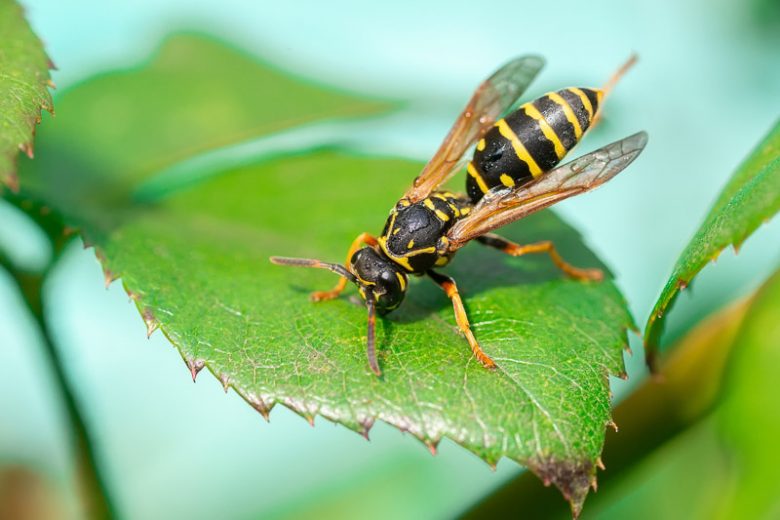 Wasp, Wasps, Yellow Jacket, Family Vespidae, Beneficial Insect