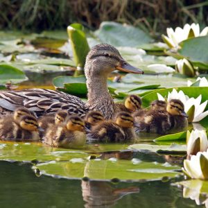 Water Garden Plants, Floating Plants, Submerged Aquatic Plants, Water Lilies, Lotus, Marginal Aquatics, Water Irises. Pond Plants, Aquatic Plants