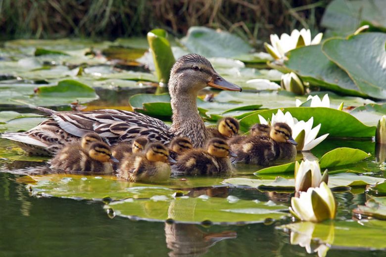 Water Garden Plants, Floating Plants, Submerged Aquatic Plants, Water Lilies, Lotus, Marginal Aquatics, Water Irises. Pond Plants, Aquatic Plants