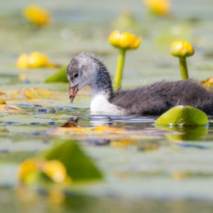 Waterlily-Like Pond Plants, Lily-like Pond Plants, Nymphoides, Water Poppy, Mosaic Plant, Water Snowflake, Yellow Water Snowflake, Water Hawthorne