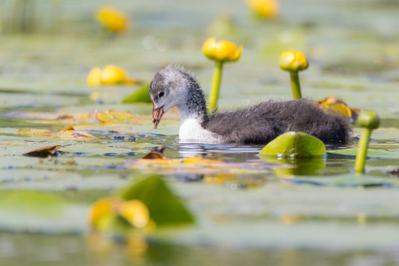 Waterlily-Like Pond Plants, Lily-like Pond Plants, Nymphoides, Water Poppy, Mosaic Plant, Water Snowflake, Yellow Water Snowflake, Water Hawthorne