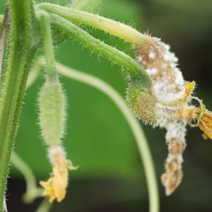 White Mold,  Identify White Mold, Prevent White Mold, Treat White Mold