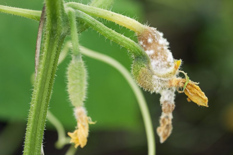 White Mold,  Identify White Mold, Prevent White Mold, Treat White Mold
