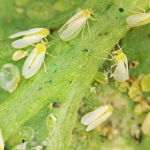 Whitefly, Whiteflies, Bemisia