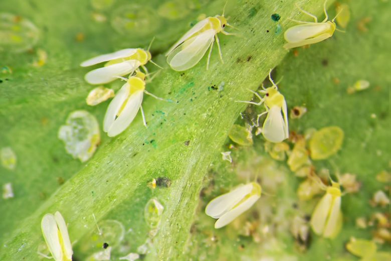 Whitefly, Whiteflies, Bemisia