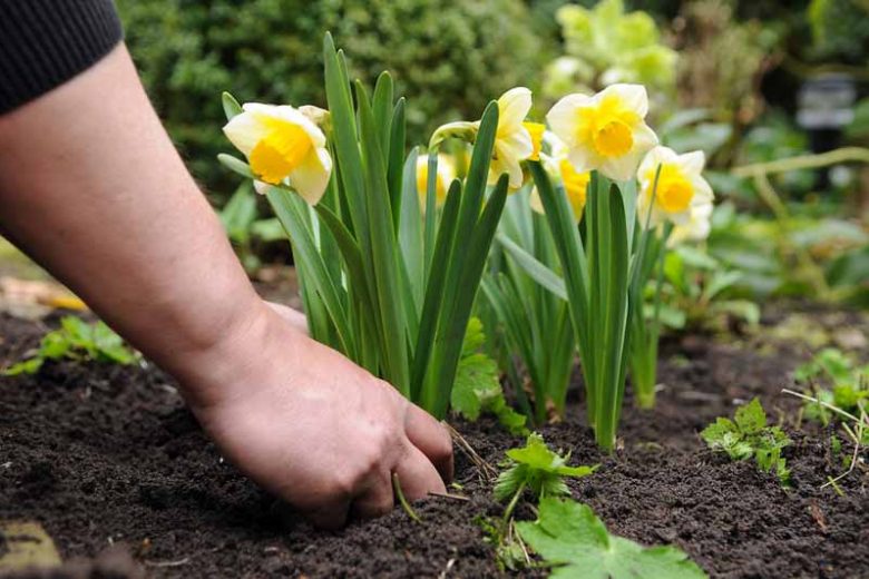 Narcissus, daffodils, winter hardy daffodils, fragrant daffodils, what daffodil to plant, bulb combination ideas, early spring bloom, mid spring bloom, late spring bloom