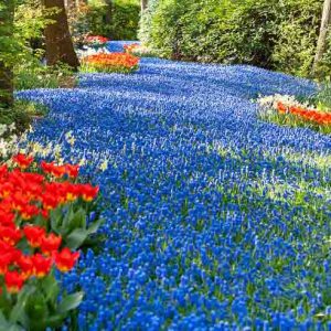 Spring Bulbs, Spring Flowers, early spring bulbs, mid spring bulbs, late spring bulbs,early season bulbs, mid season bulbs, late season bulbs