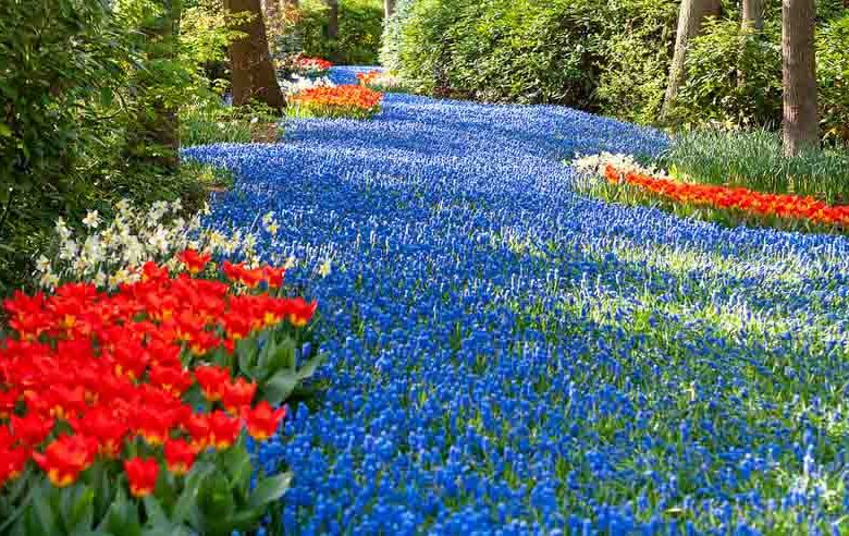 Spring Bulbs, Spring Flowers, early spring bulbs, mid spring bulbs, late spring bulbs,early season bulbs, mid season bulbs, late season bulbs