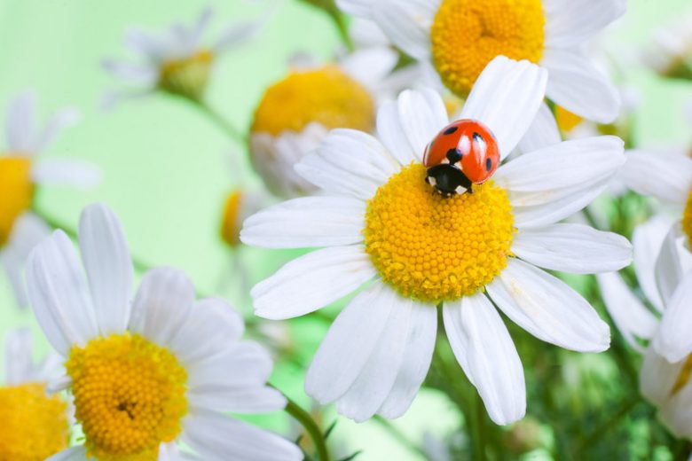 Beneficial Insects, Vegetable Garden, Ladybugs, Lacewings, Hoverflies, Beetles