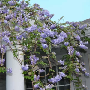 Wisteria frutescens, American Wisteria,  Texas Wisteria, Kentucky Wisteria, Kraunhia frutescens, Kraunhia macrostachya, Wisteria frutescens var. macrostachya, Wisteria macrostachya