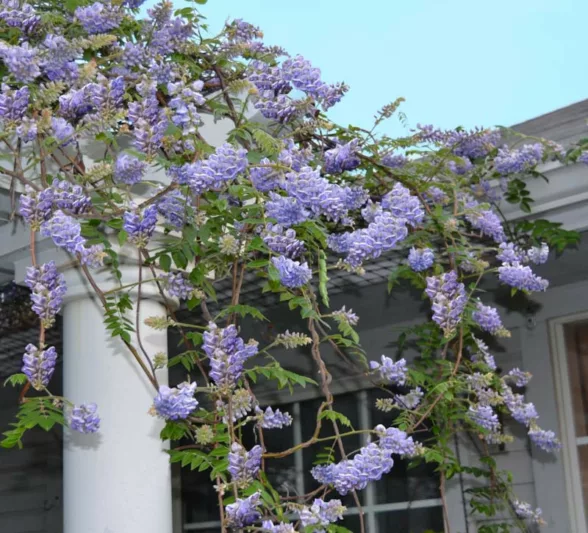 Wisteria frutescens, American Wisteria,  Texas Wisteria, Kentucky Wisteria, Kraunhia frutescens, Kraunhia macrostachya, Wisteria frutescens var. macrostachya, Wisteria macrostachya