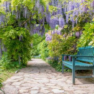 Chinese Wisteria, Japanese Wisteria, Silky Wisteria, Wisteria Sinensis, Wisteria Floribunda, Wisteria Brachybotrys, Fragrant vines, Fragrant flowers