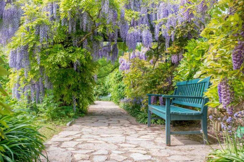 Chinese Wisteria, Japanese Wisteria, Silky Wisteria, Wisteria Sinensis, Wisteria Floribunda, Wisteria Brachybotrys, Fragrant vines, Fragrant flowers