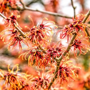 Witch Hazel, Hamamelis mollis, Chinese Witch Hazel, Hamamelis virginiana,Common Witch Hazel, Virginia Witch Hazel, Hamamelis vernalis, Vernal Witch Hazel, Ozark Witch Hazel, Hamamelis x intermedia