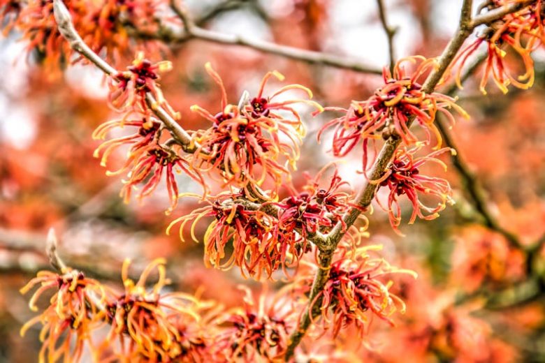 Witch Hazel, Hamamelis mollis, Chinese Witch Hazel, Hamamelis virginiana,Common Witch Hazel, Virginia Witch Hazel, Hamamelis vernalis, Vernal Witch Hazel, Ozark Witch Hazel, Hamamelis x intermedia