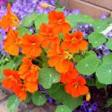 Companion Planting, Repel Insects, Deter Insects, Companion Plants, Vegetable Garden