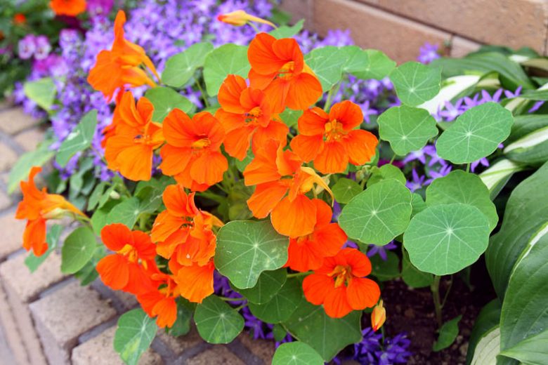 Companion Planting, Repel Insects, Deter Insects, Companion Plants, Vegetable Garden