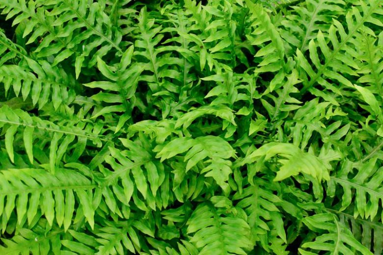 Woodwardia areolata, Netted Chainfern, Chain Fern, Netted Chain Fern, Lorinseria areolata, Shade plants, shade perennial, plants for shade, plants for wet soil