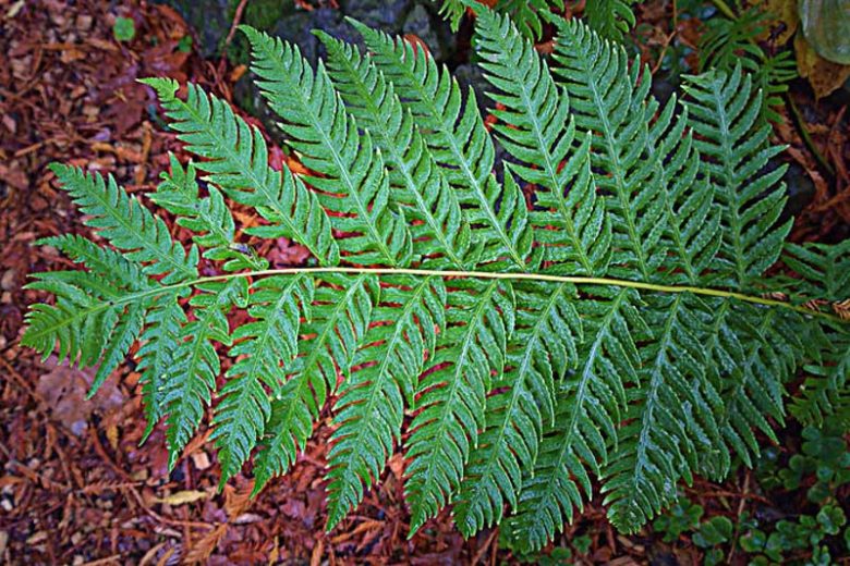 Woodwardia fimbriata, Giant Chain Fern, Giant Chainfern, Woodwardia chamissoi, Evergreen fern, Shade plants, shade perennial, plants for shade, plants for wet soil