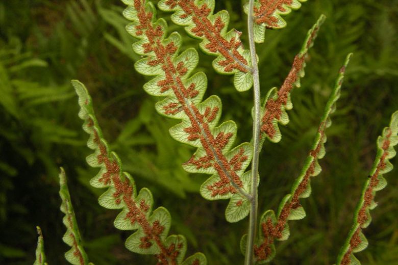 Woodwardia virginica, Virginia Chainfern, Virginia Chain Fern, Anchistea virginica, Evergreen fern, Shade plants, shade perennial, plants for shade, plants for wet soil