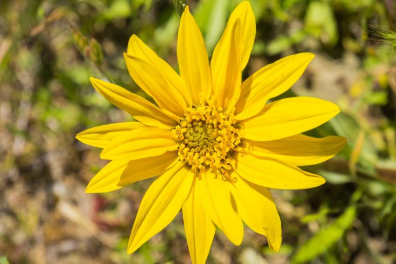 Wyethia angustifolia,California Compassplant, California-compassplant, Narrowleaf Mule Ears, Yellow Flowers, Yellow Perennials