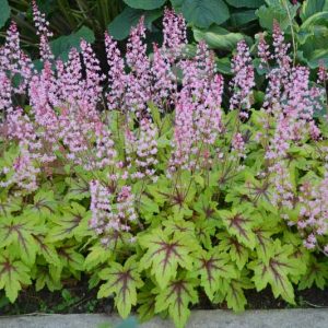 Heucherella Fun and Games® 'Eye Spy', Evergreen perennials, Chartreuse Heucherella, Chartreuse Foamy Bells, Pink Heucherella, Pink Foamy Bells