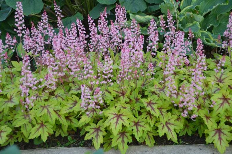 Heucherella Fun and Games® 'Eye Spy', Evergreen perennials, Chartreuse Heucherella, Chartreuse Foamy Bells, Pink Heucherella, Pink Foamy Bells