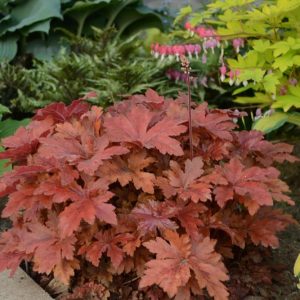 Heucherella Fun and Games® 'Hopscotch', Evergreen perennials, Caramel Heucherella, Caramel Foamy Bells, Red Heucherella, Red Foamy Bells