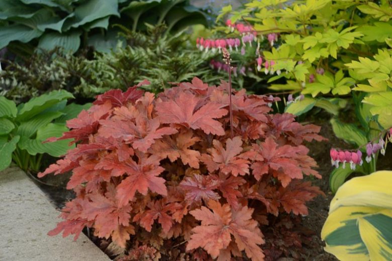 Heucherella Fun and Games® 'Hopscotch', Evergreen perennials, Caramel Heucherella, Caramel Foamy Bells, Red Heucherella, Red Foamy Bells