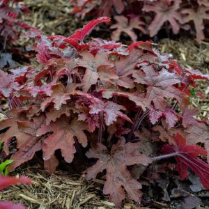 Heucherella Fun and Games® 'Red Rover', Evergreen perennials, Caramel Heucherella, Caramel Foamy Bells, Red Heucherella, Red Foamy Bells
