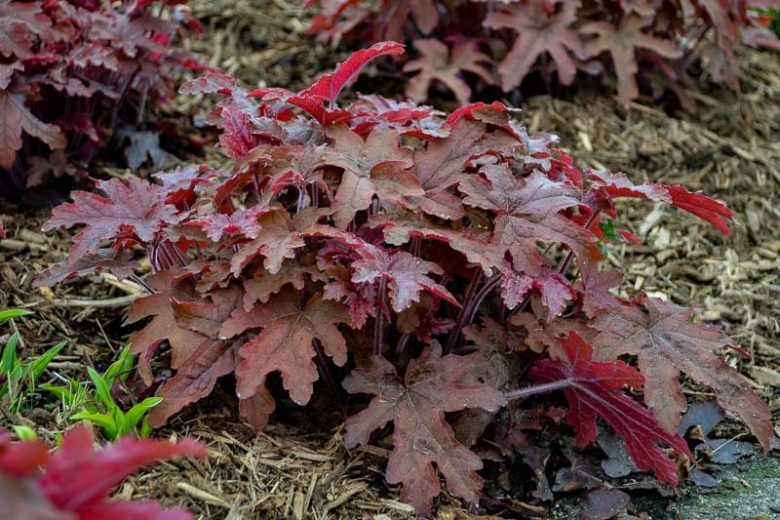 Heucherella Fun and Games® 'Red Rover', Evergreen perennials, Caramel Heucherella, Caramel Foamy Bells, Red Heucherella, Red Foamy Bells