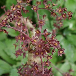 Xanthorhiza simplicissima, Yellowroot, Yellow Root, Shrub Yellowroot, Xanthorhiza apiifolia
