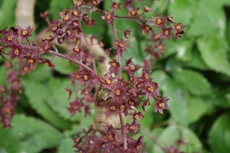 Xanthorhiza simplicissima, Yellowroot, Yellow Root, Shrub Yellowroot, Xanthorhiza apiifolia