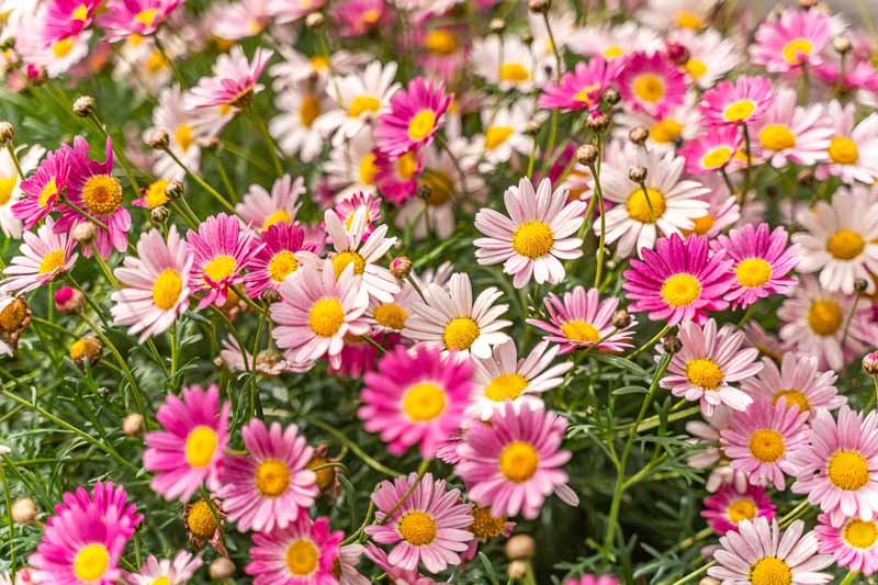 Marguerite, Marguerite Daisy, Daisy, Daisies, Dill Daisy, Argyranthemum