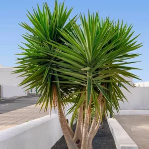 Yucca aloifolia, Spanish Bayonet, Dagger Plant, evergreen shrub