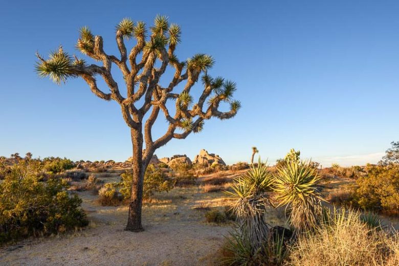 Yucca brevifolia, Joshua Tree, Tree Yucca, Cactus-Yucca, Yucca-Palm, evergreen Tree, Drought Tolerant Tree