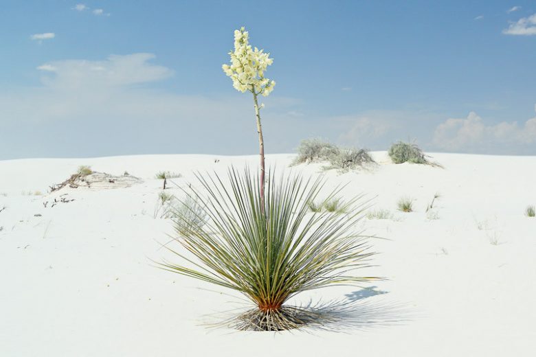 Yucca elata, Soap Tree, Soap Weed, Palmella, Drought tolerant, Tree Yucca, Hardy succulent