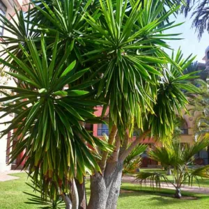 Yucca elephantipes, Giant Yucca, Spineless Yucca, Yucca gigantea, Yucca guatemalensis, evergreen Tree, Drought Tolerant Tree