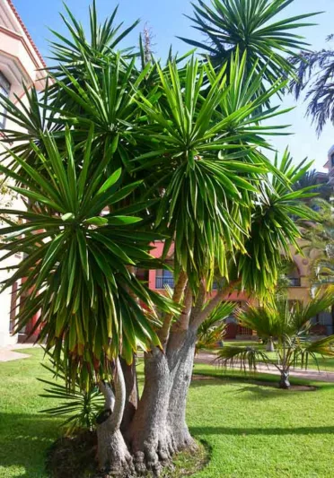 Yucca elephantipes, Giant Yucca, Spineless Yucca, Yucca gigantea, Yucca guatemalensis, evergreen Tree, Drought Tolerant Tree