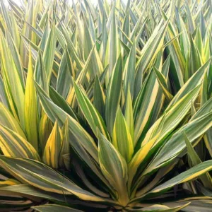 Yucca Filamentosa 'Color Guard', Variegated Yucca, Adam's Needle 'Color Guard', Carolina Silk Grass 'Color Guard', Needle Palm 'Color Guard', Spoonleaf Yucca 'Color Guard', evergreen shrub, Spanish Bayonet